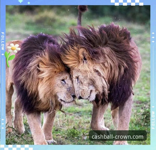 揭秘非洲雄狮52年回归之路：民主刚果绝杀牙买加背后的战术密码